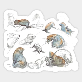 sketches of New zealand seals Sticker